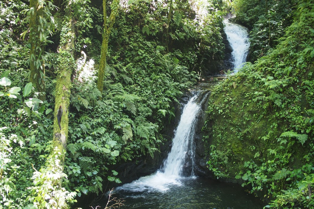 Regenwald mit Wasserfällen. Links im Bild versteckt: Ein Nasenbär.